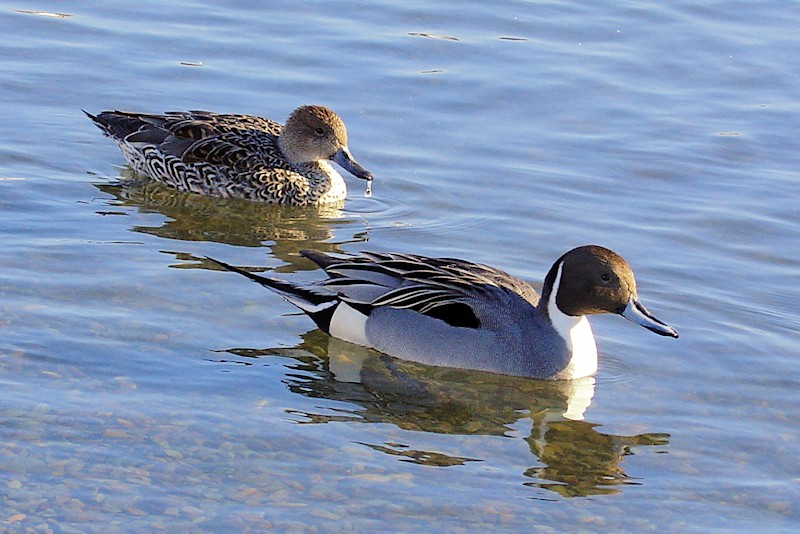 A pair of Pintail Ducks on Quidi Vidi Lake