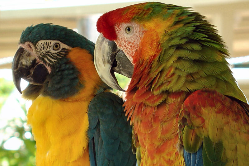 Colorful Parrots at Parrot Jungle Island, Miami