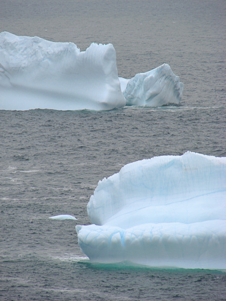 Iceberg 2008 097Cuckold's Cove