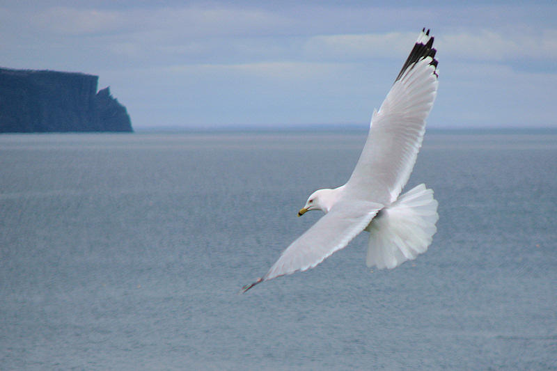 Seagull at Topsail Beach