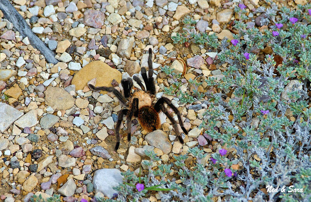 Tarantula