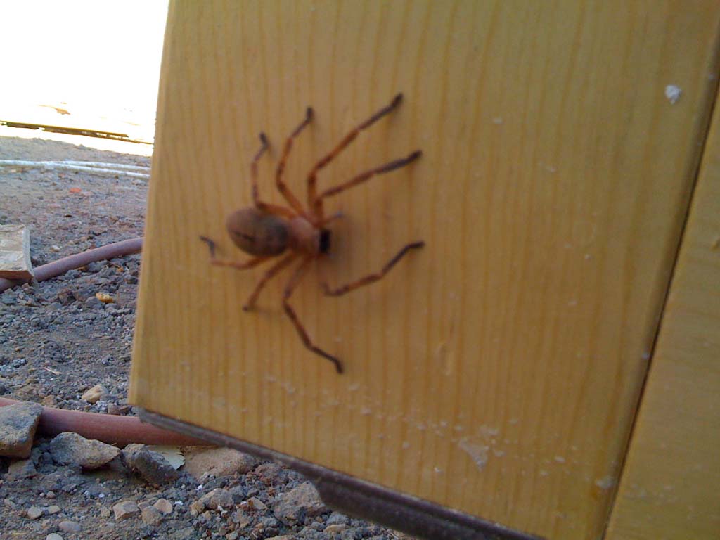A local guest in the house