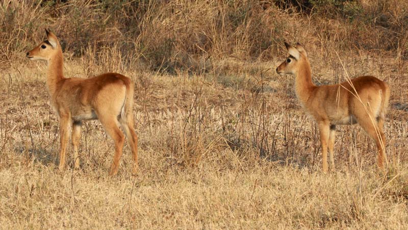 Puku stare at predators