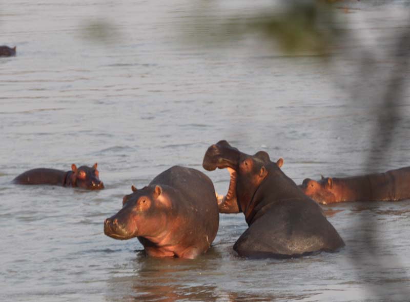 Hippo biting