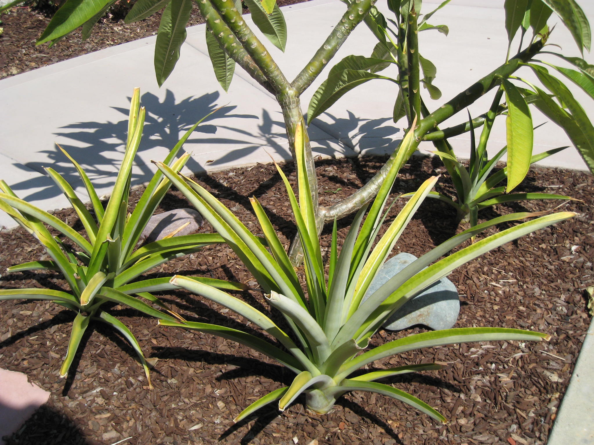 Three Pineapple plants