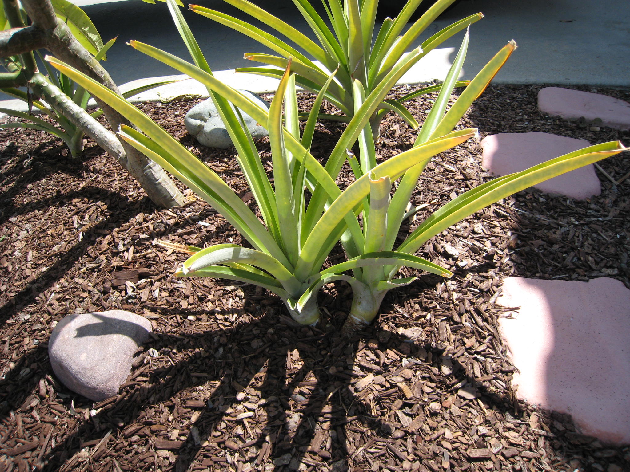 One double-pineapple plant!