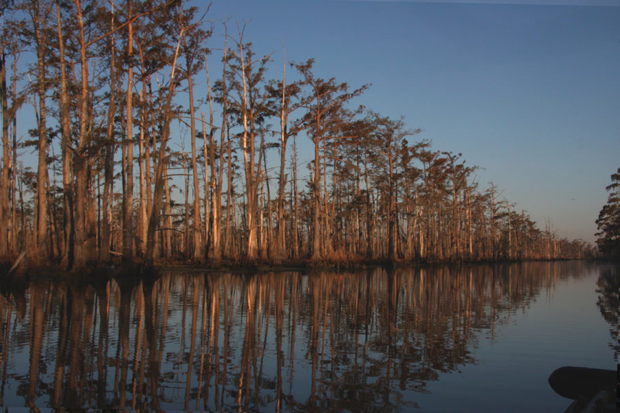 Cypresses Along a Bayou dying from what?