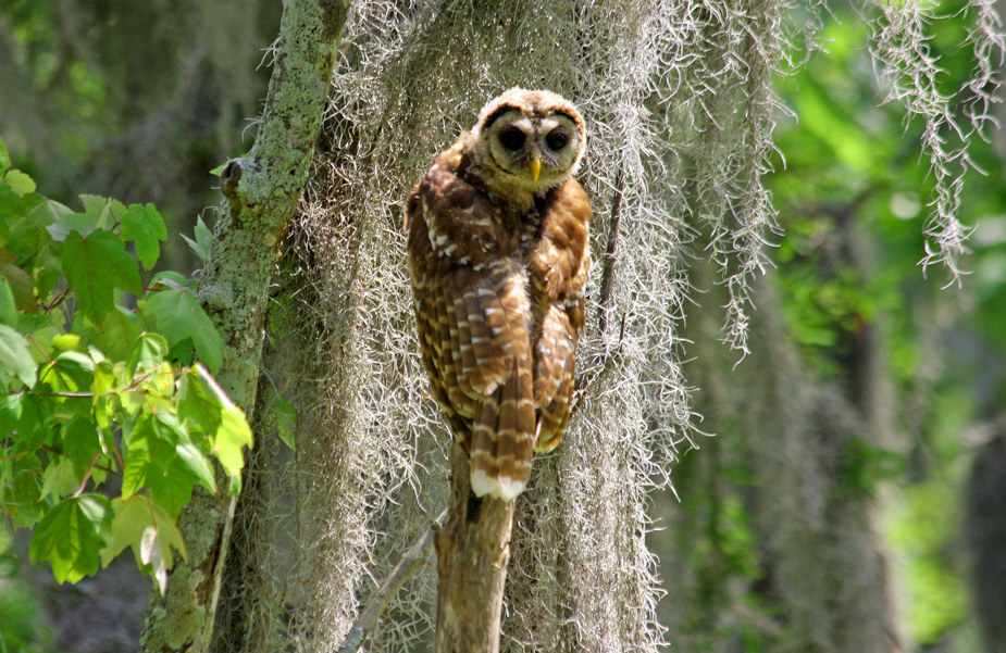 Little Frightened Owl