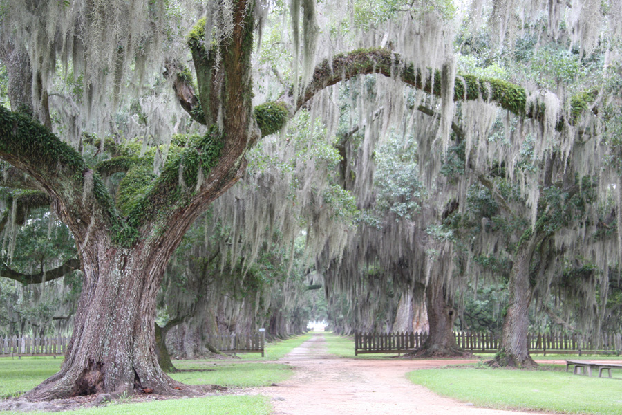 My Louisiana