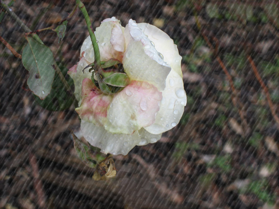 April Showers