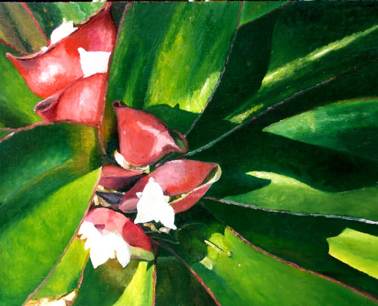 tradescantia.jpg