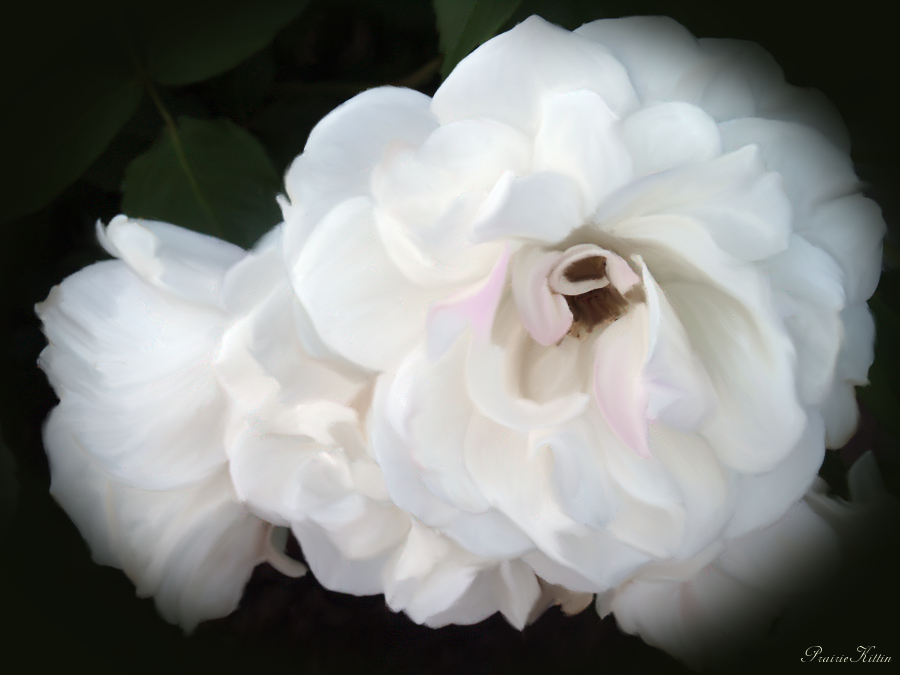 White Rose Painting