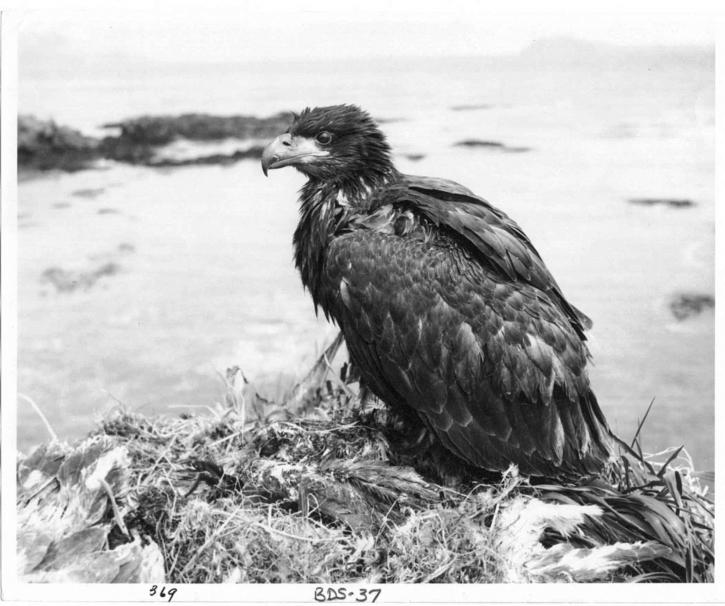 fledgling-bald-eagle-in-nest-vintage-old-historical-photo_w725_h606.jpg