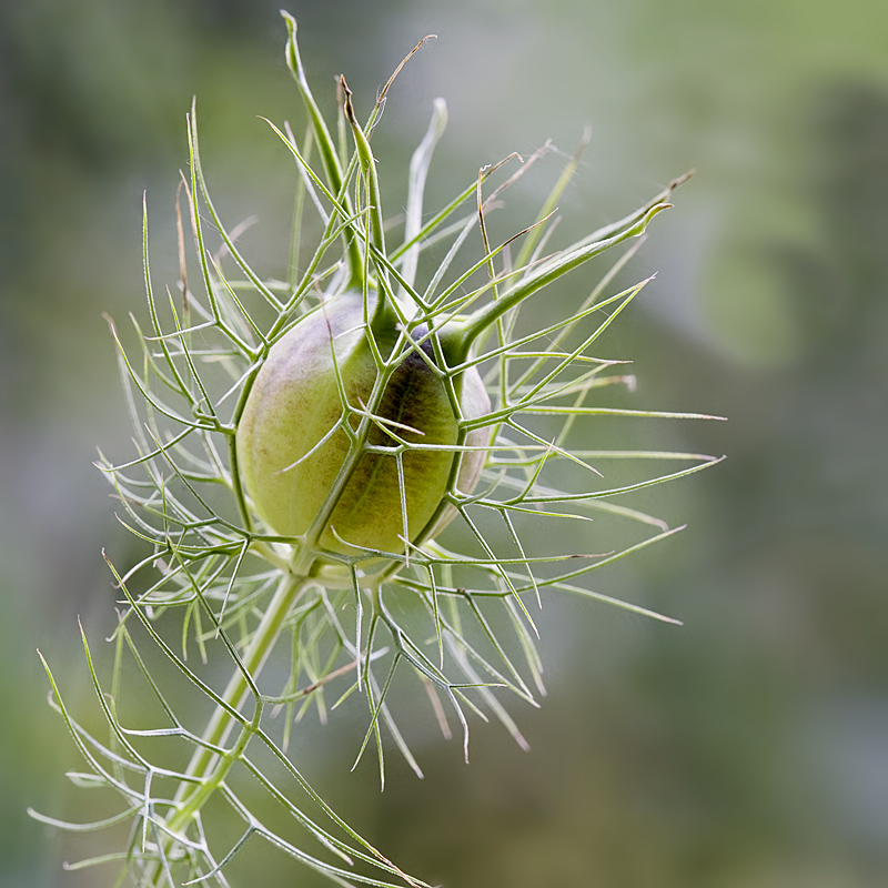 Plant Geometry