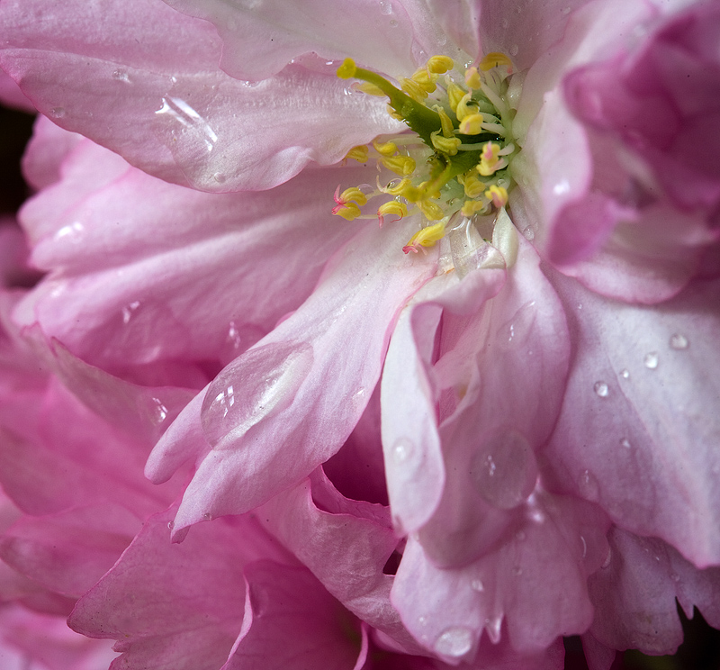 Ruffled Pink