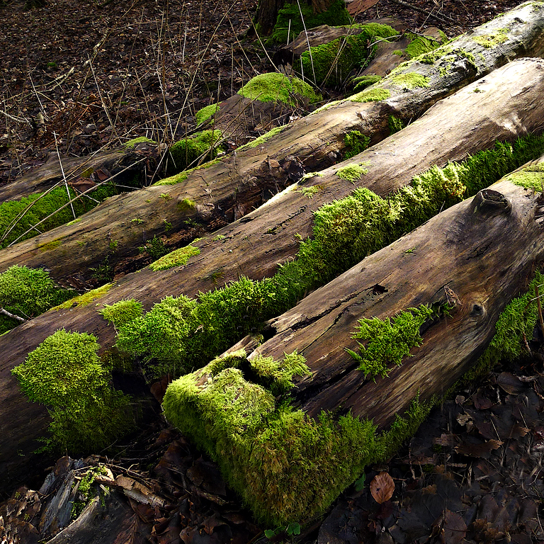 Mossy Logs