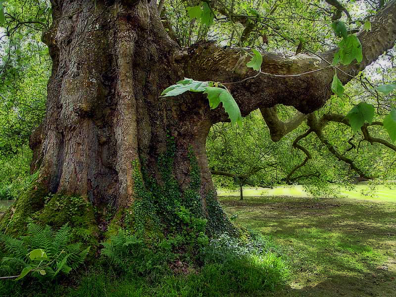 London Plane