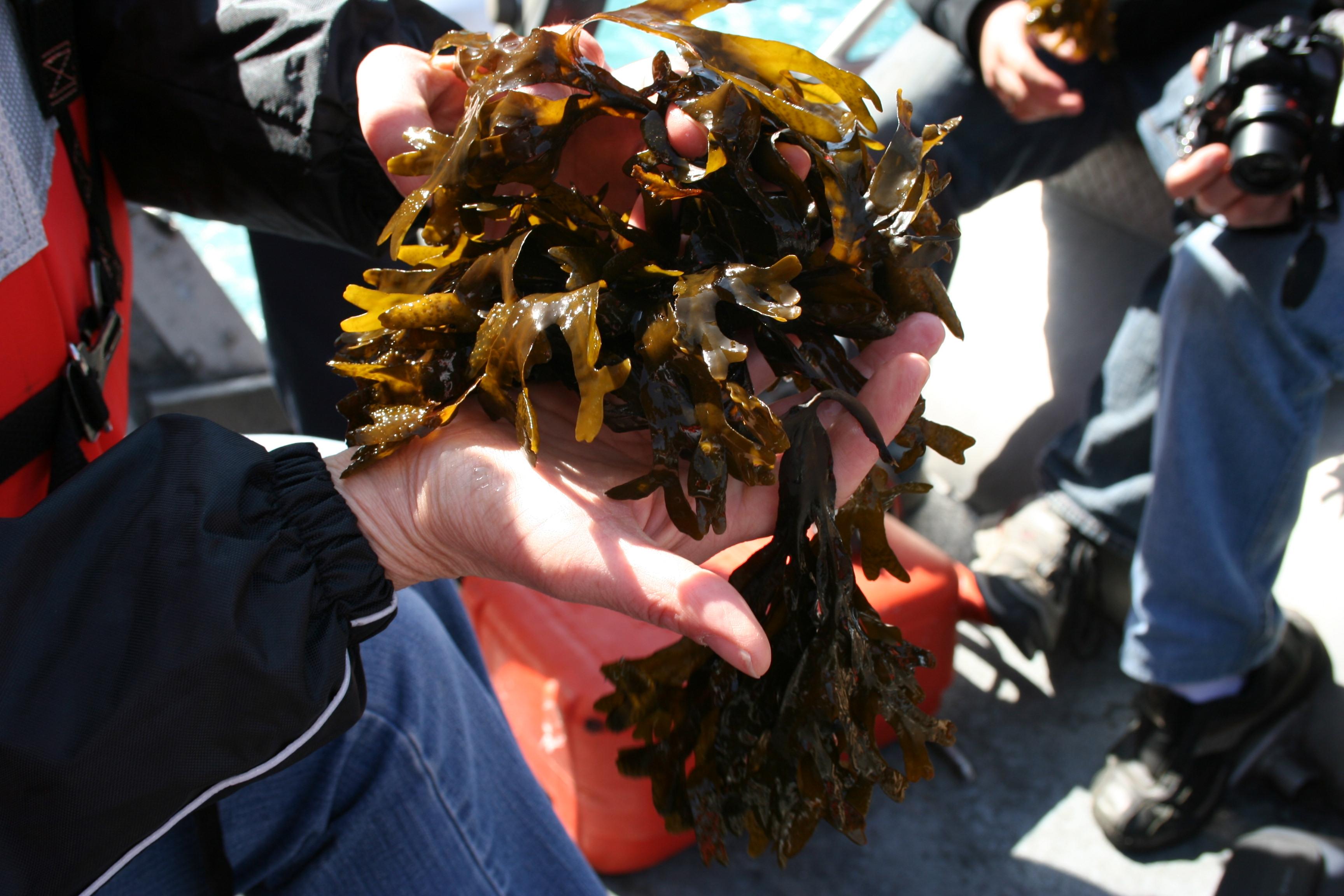 Completely edible to fauna and home to mussels.