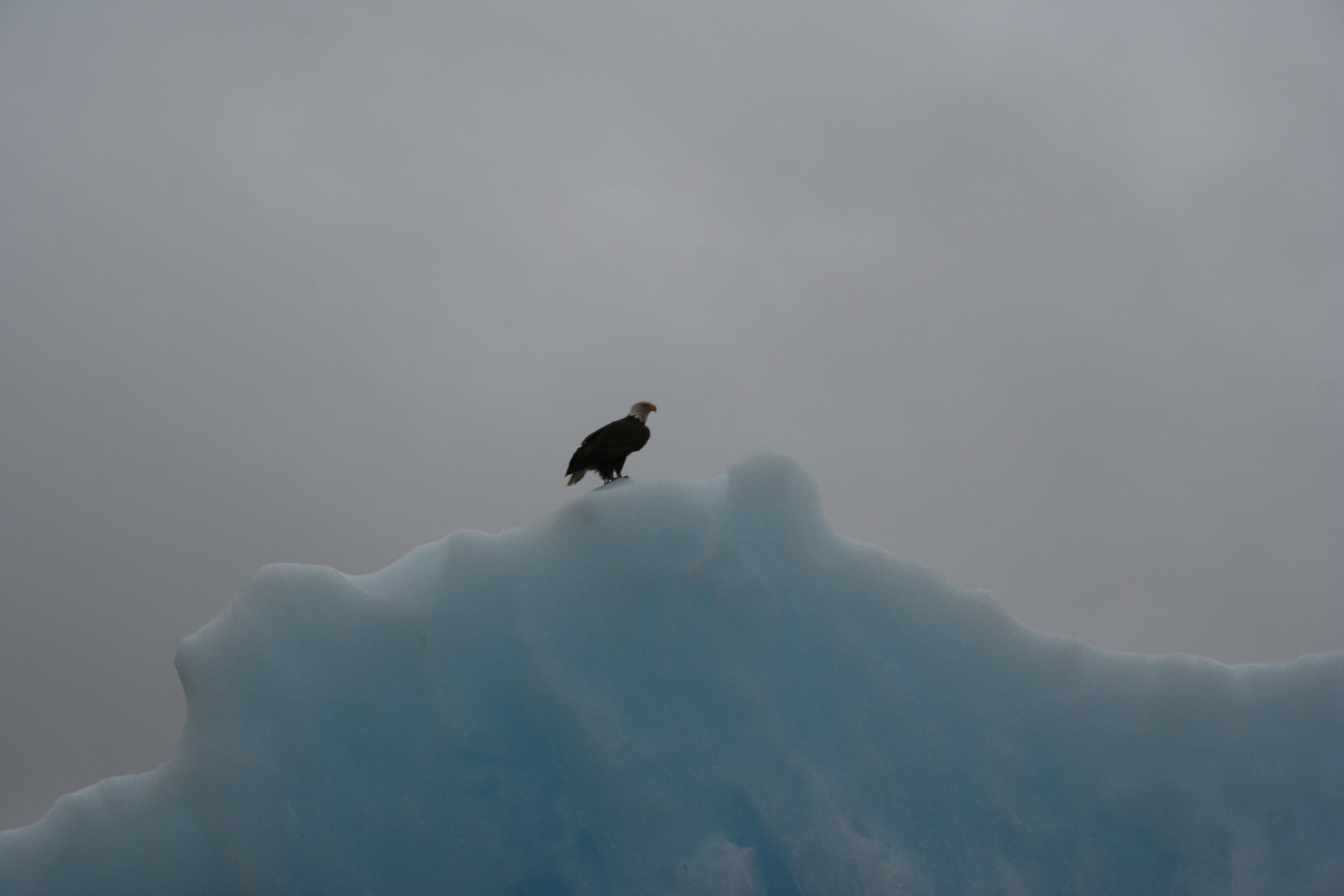 Eagle on an iceberg ...