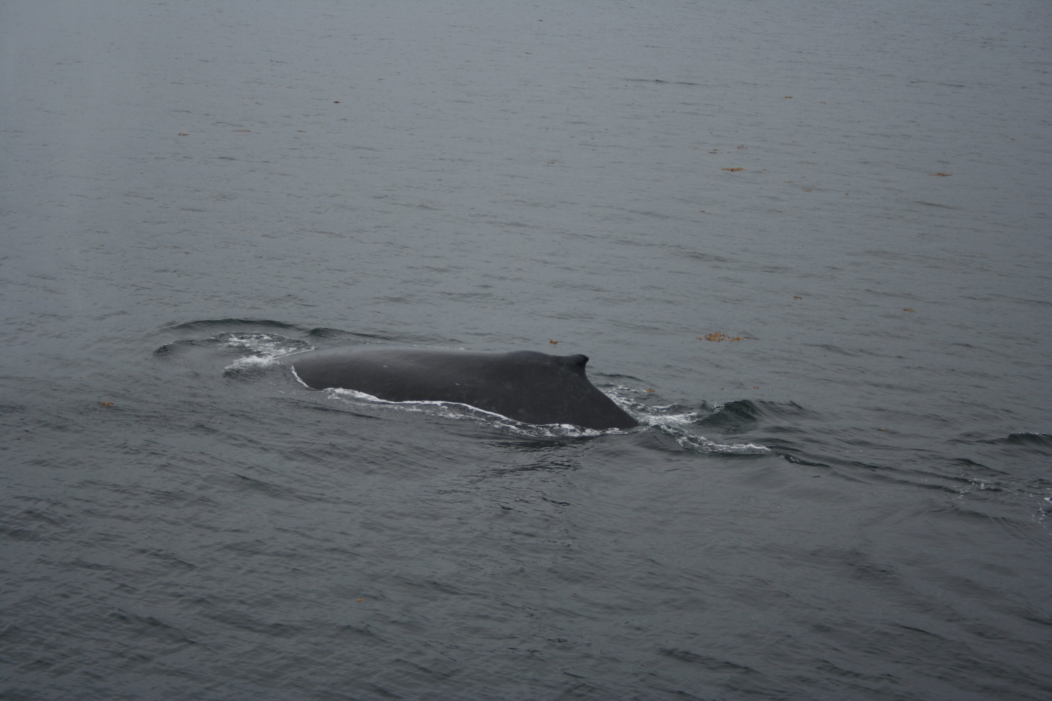 My first humpback whale, close up.