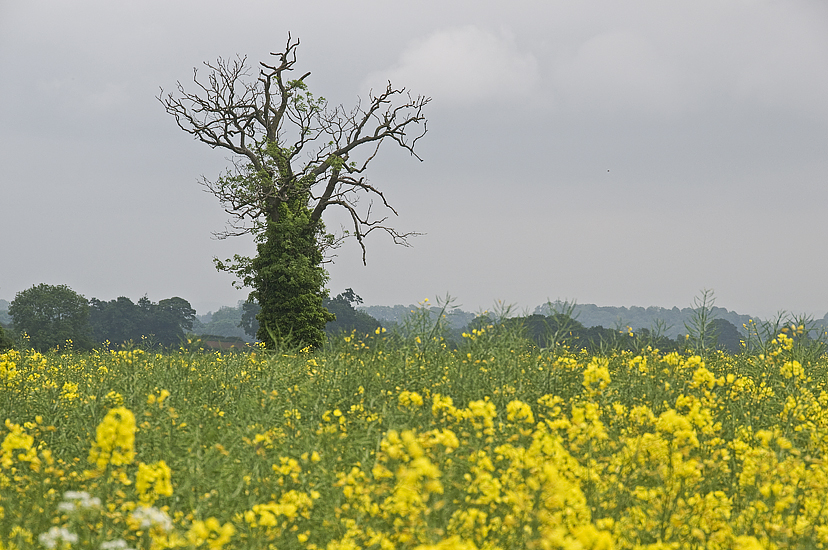 Tree In Canola Field