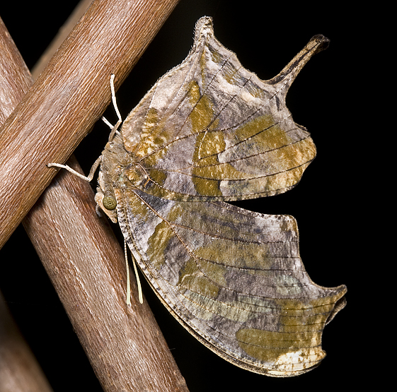 Tiger Leafwing