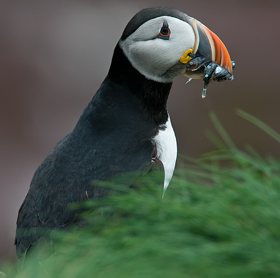 Atlantic Puffin # 12 - Two Images