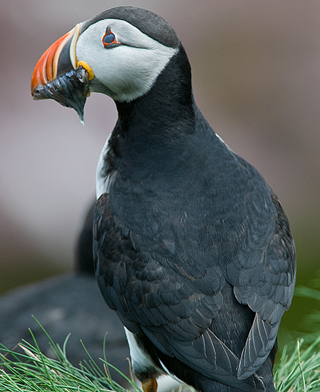 Atlantic Puffin #14 Showing Nictitating Membrane Over Eye