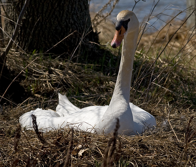 Nesting Swan