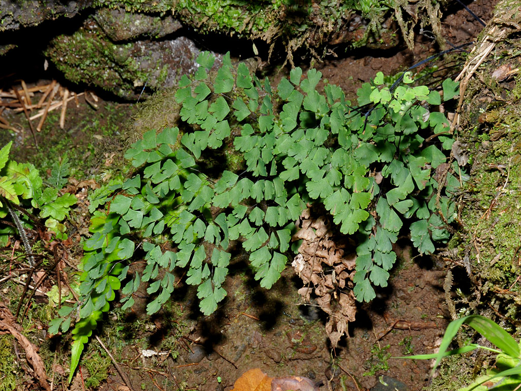 Adiantum Raddianum