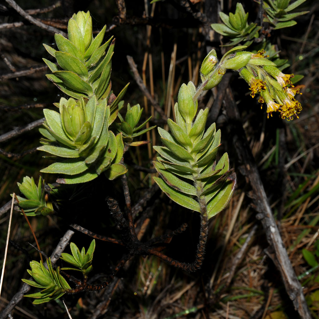 Dubautia Menziesii