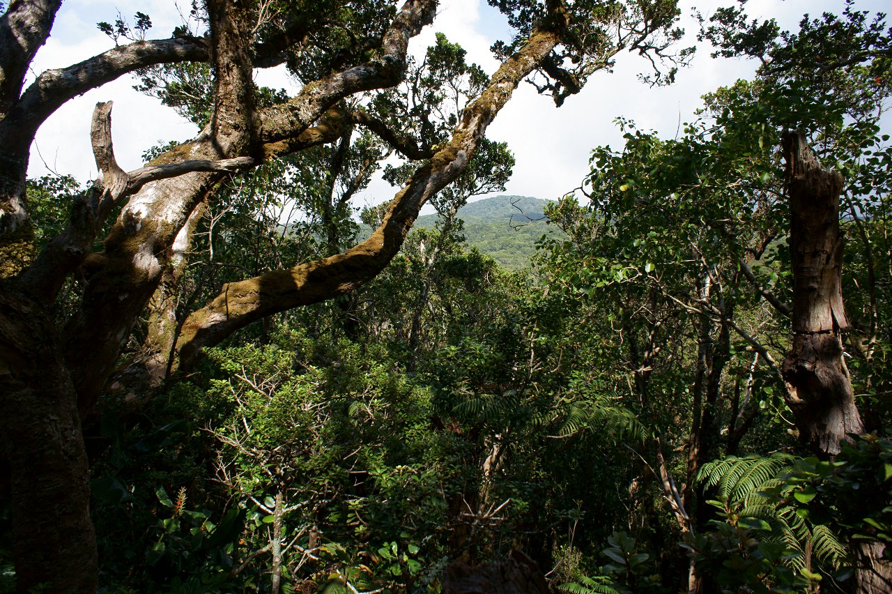 Puu Pili View