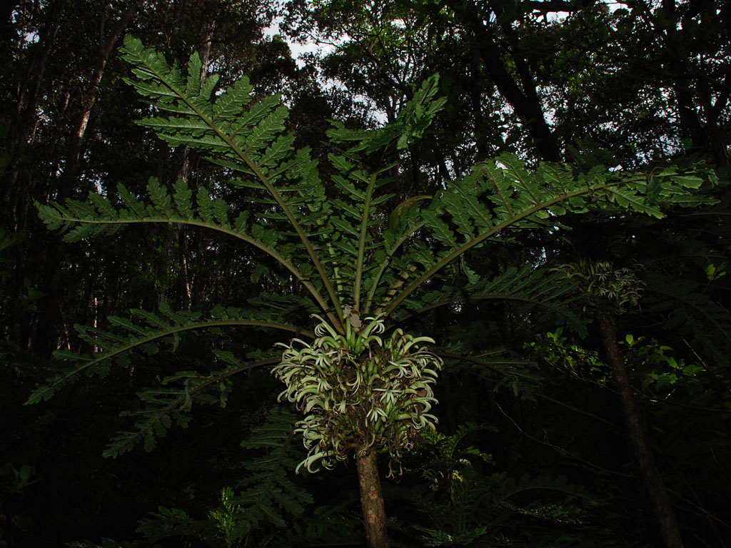 Cyanea Shipmanii Flowers!