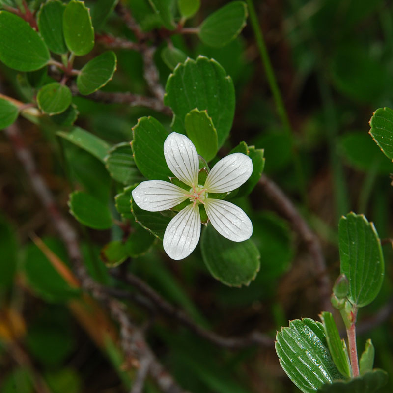 Nohoanu Flower