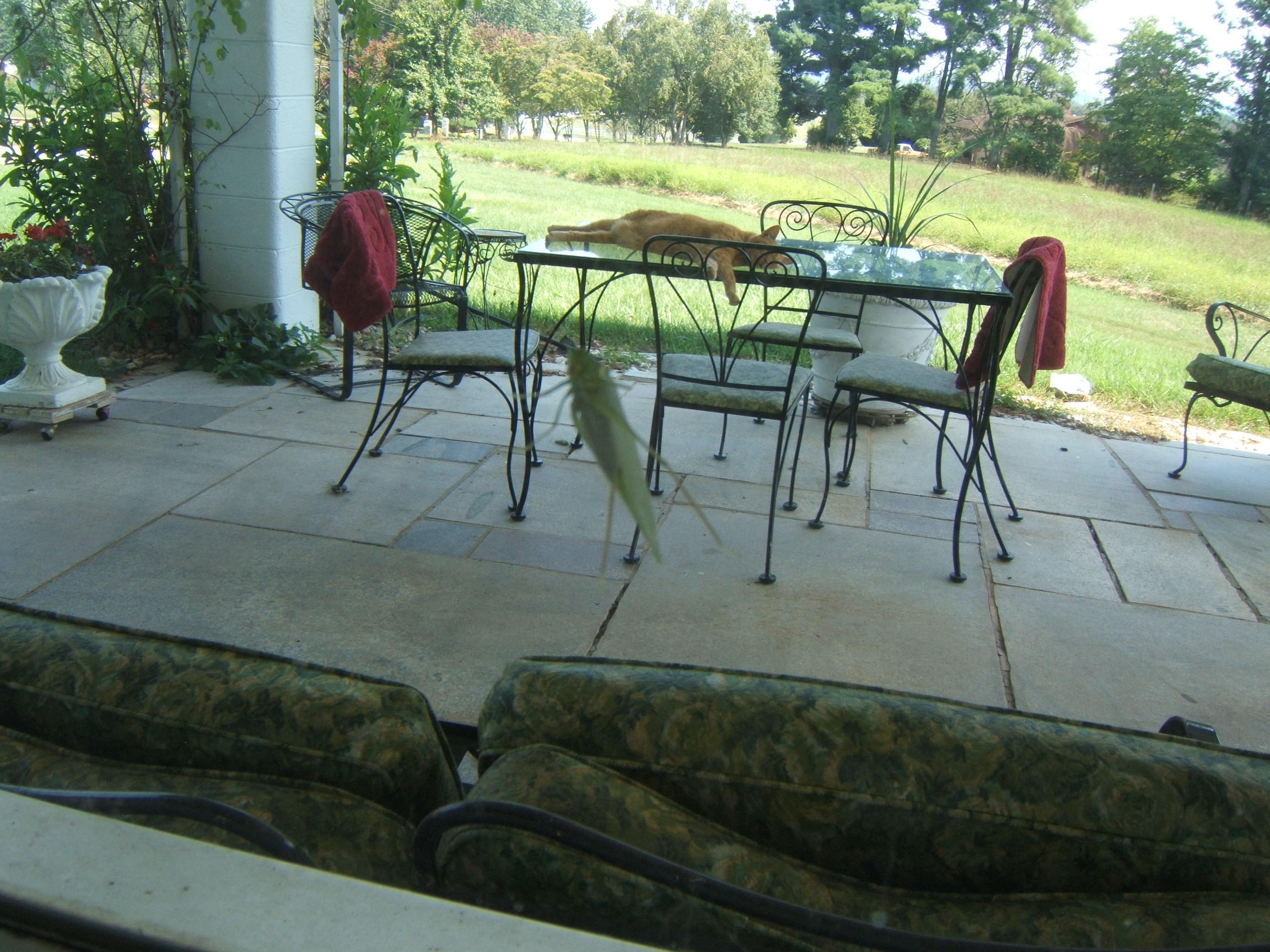   Tiger napping on the patio