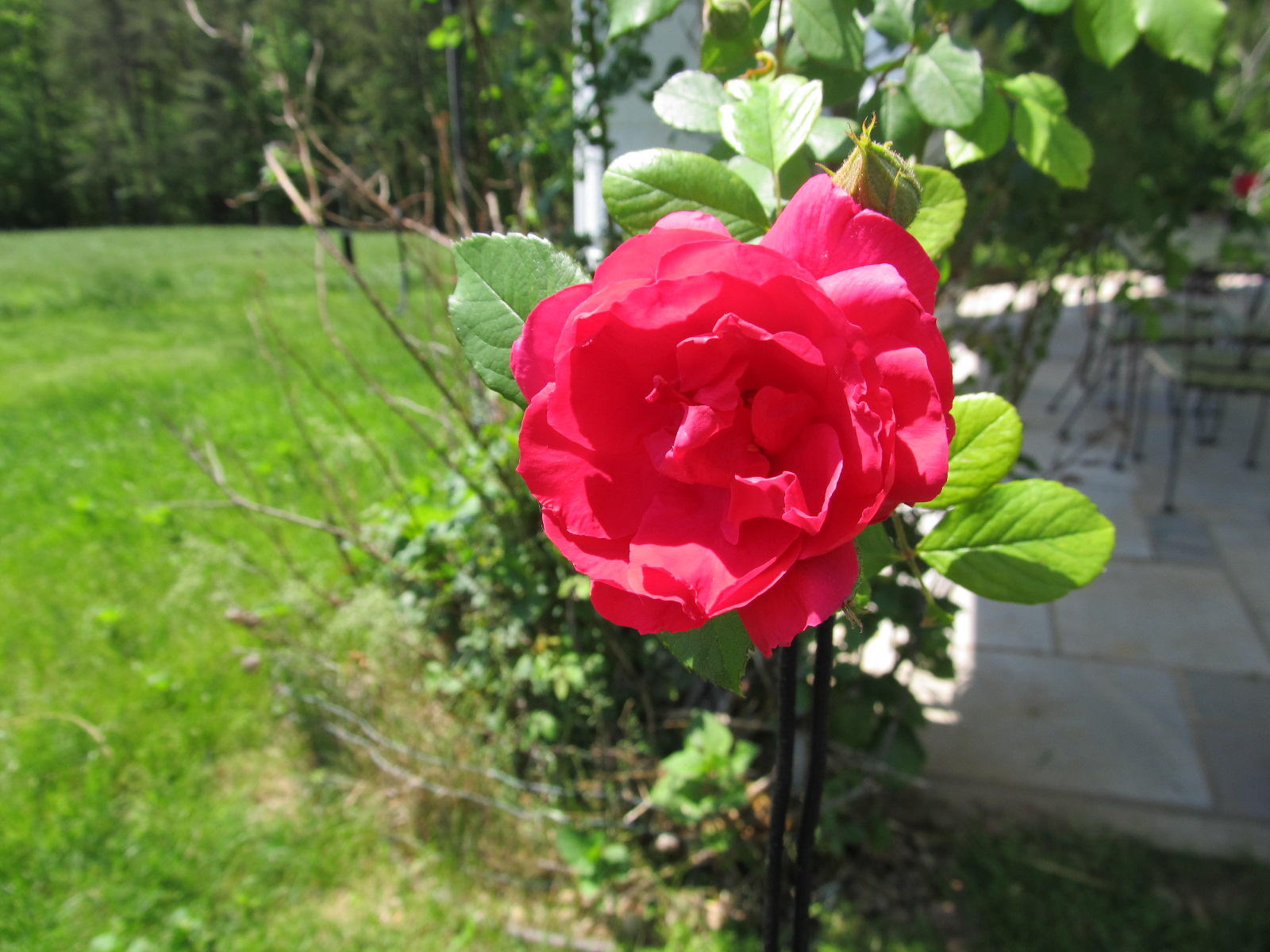  Waiting  for another bloom