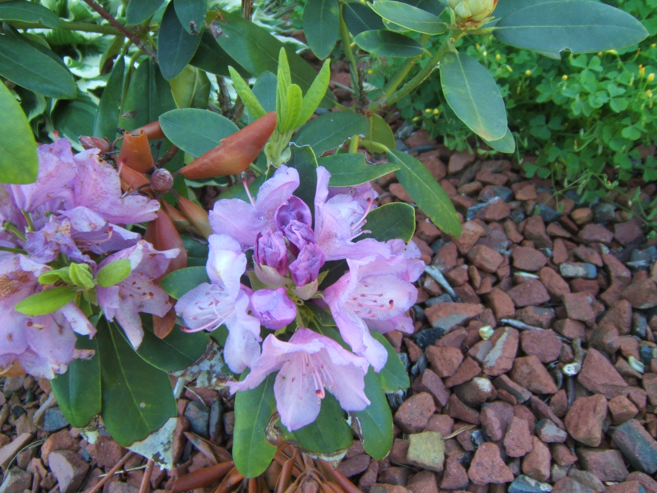 ~~lindas lavender~~`