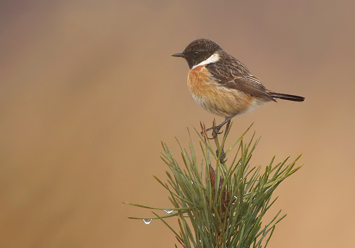 Stonechat-Saxicola rubicola