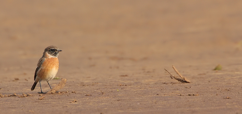 Stonechat-Saxicola rubicola