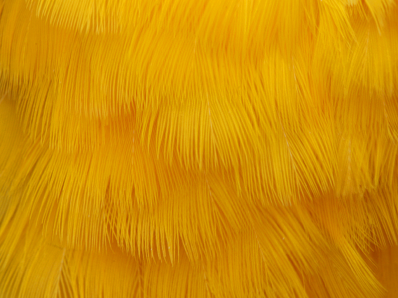 Chestfeathers