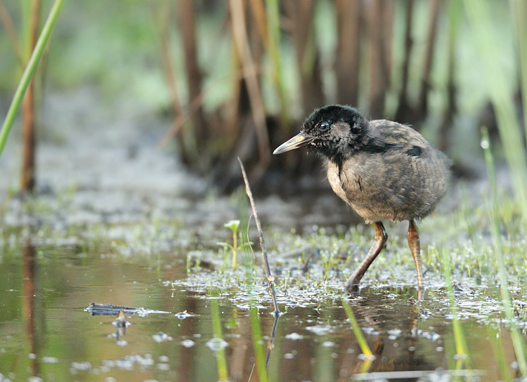 Water Rail-Rallus aquaticus