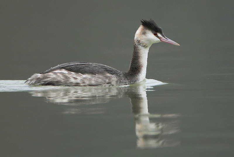 Great crested grebe-Podiceps cristatus