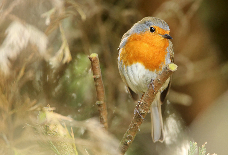 Robin-Erithacus rubecula