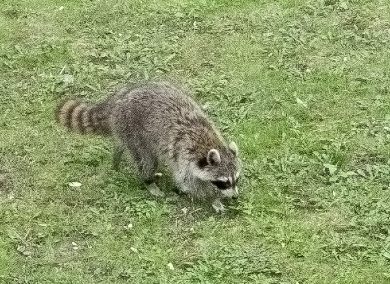 Front & BackYard Visitors