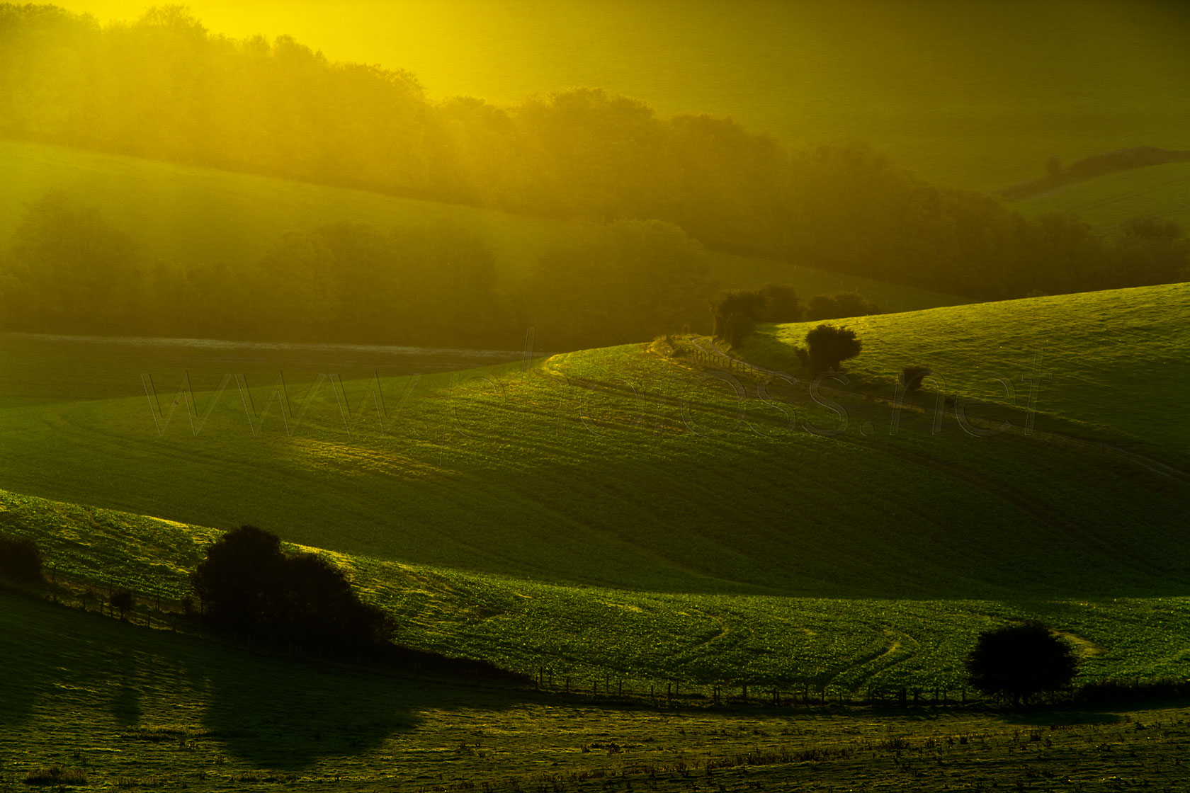 Evening Light