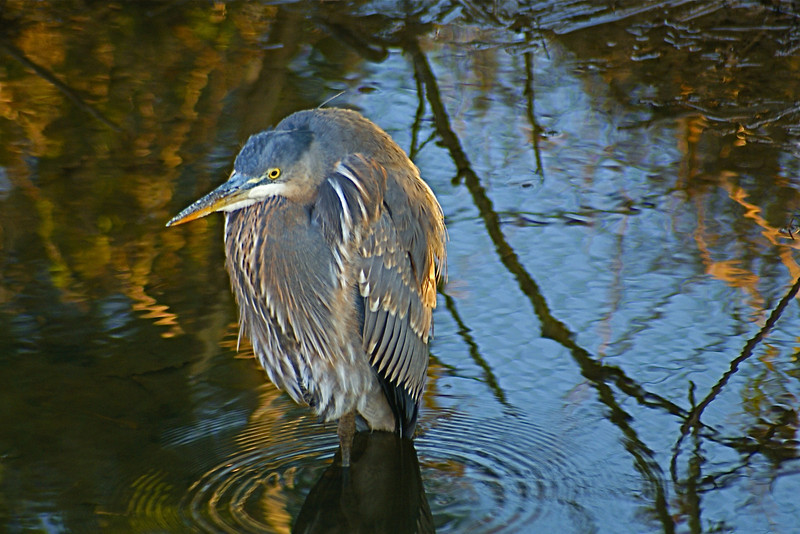 Reflections of Light by Hutchman
