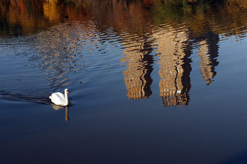 Swan Lake