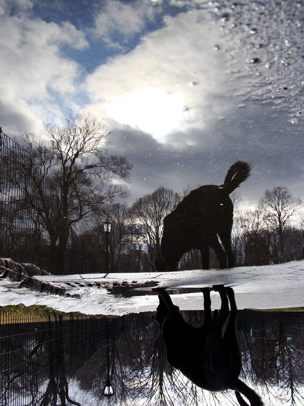 Inverted Reflected Dog