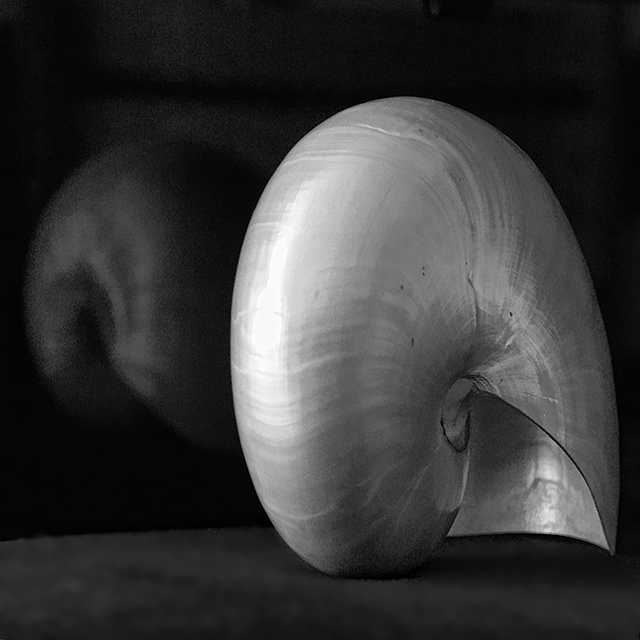 Shell<br>by Franky2005