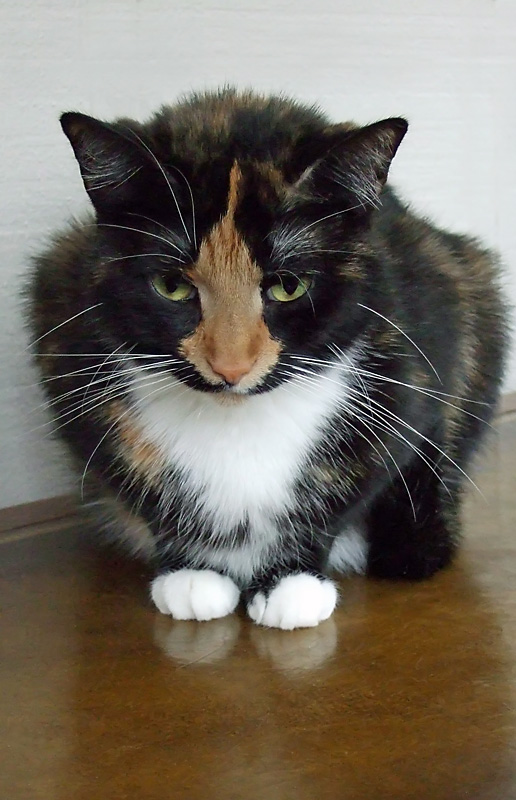 Little White Paws by JolieO